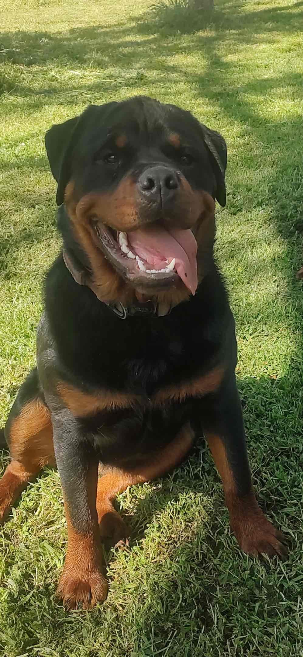 Rottweiler Puppies breeder image 5