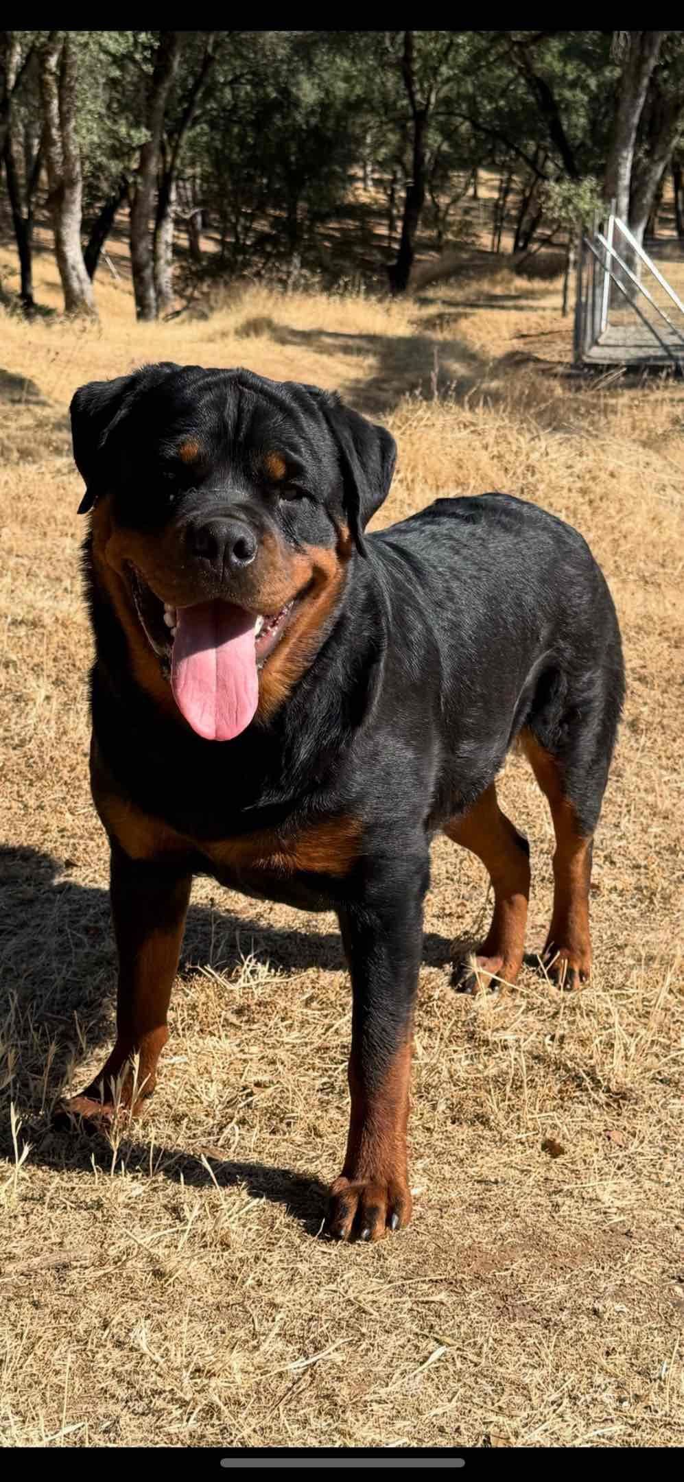 Rottweiler Puppies breeder image 7