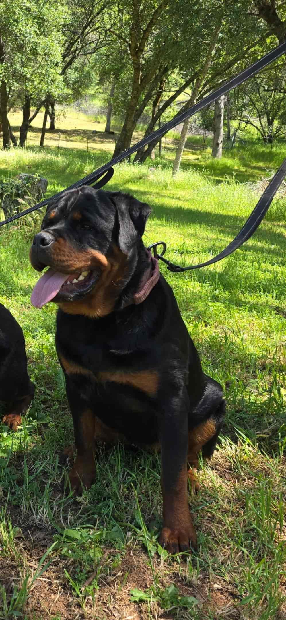 Rottweiler Puppies breeder image 8