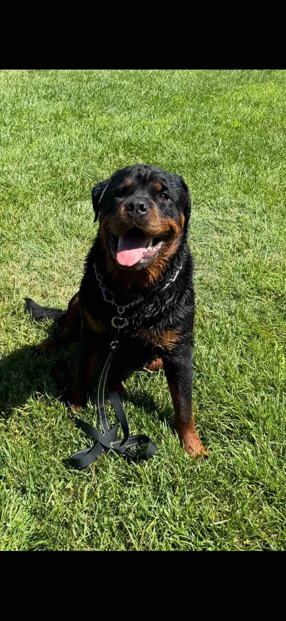 Rottweiler Puppies breeder image 9