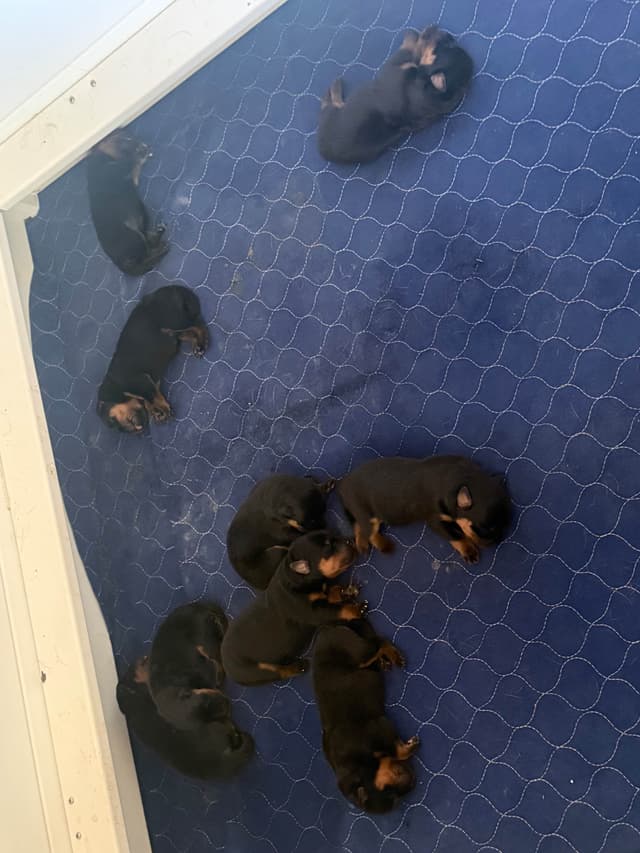 Rottweiler Puppies media 2