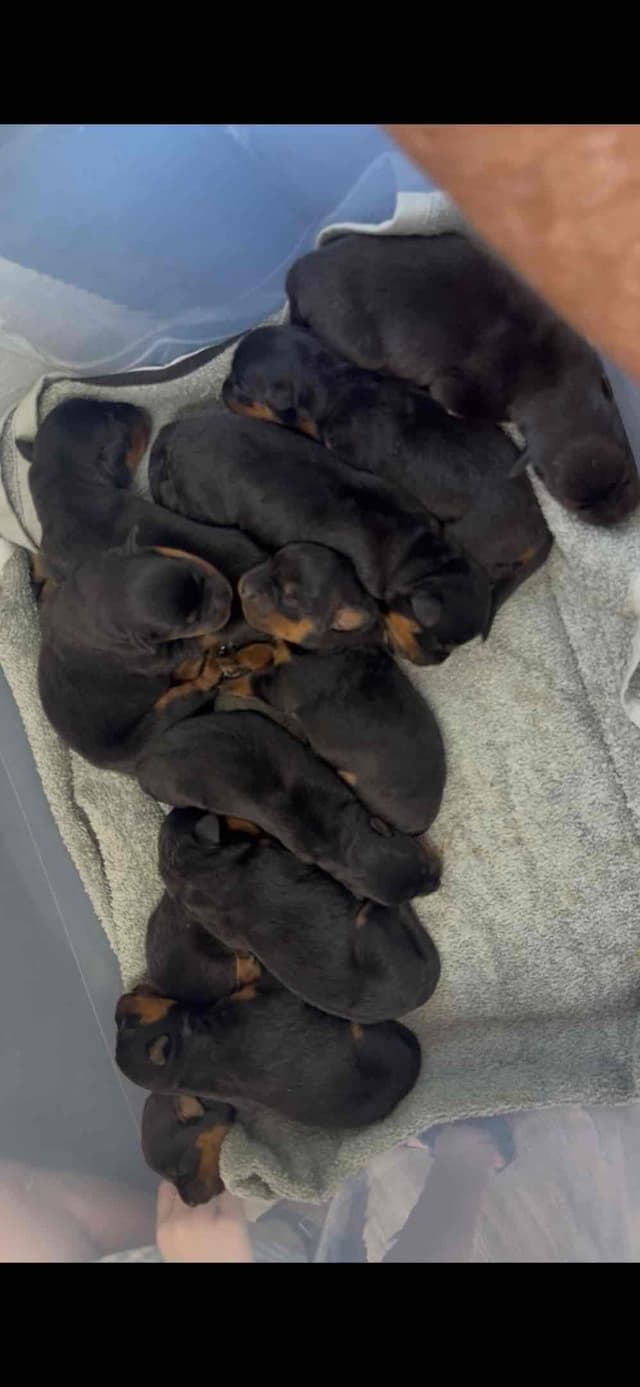 Rottweiler Puppies media 3