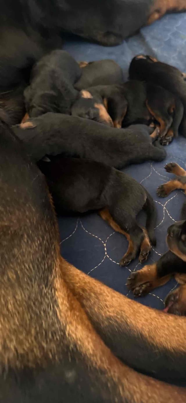 Rottweiler Puppies media 4