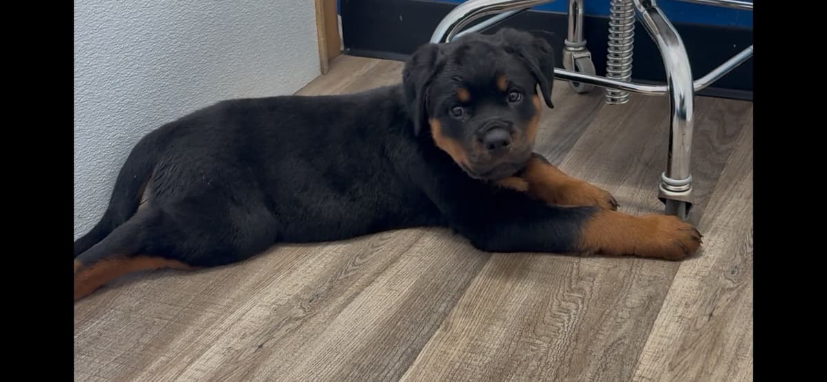 Rottweiler Puppies breeder image 11