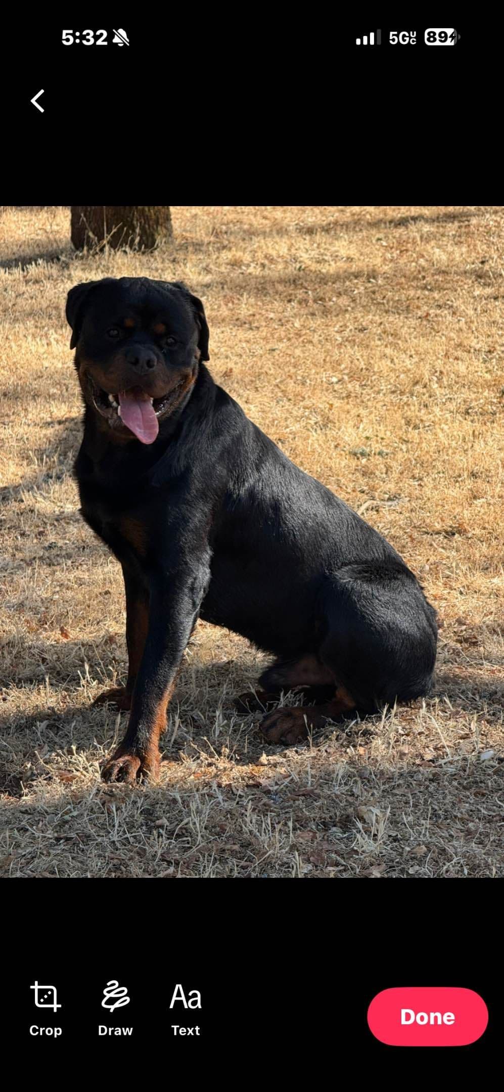 Rottweiler Puppies breeder image 13