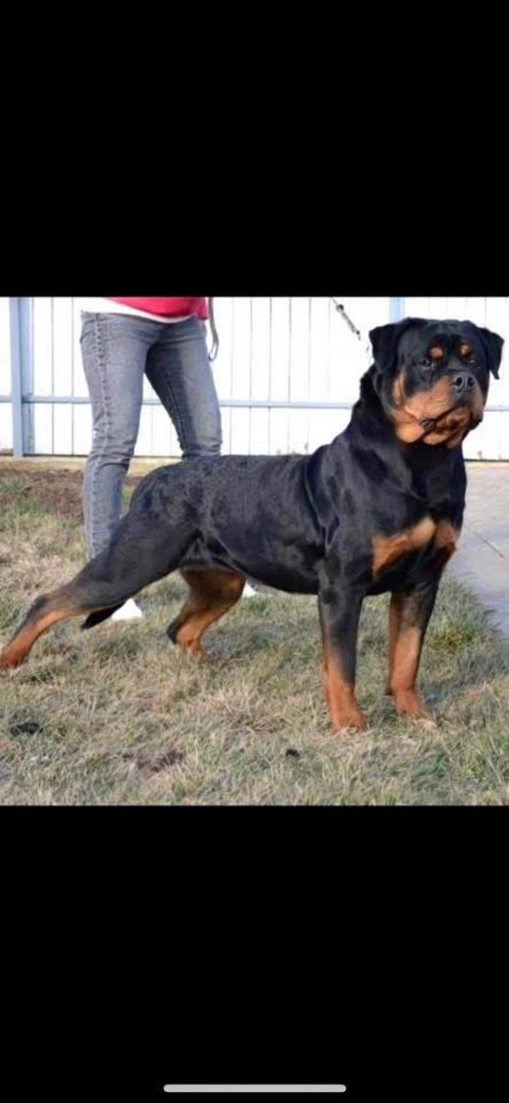 Rottweiler Puppies breeder image 14