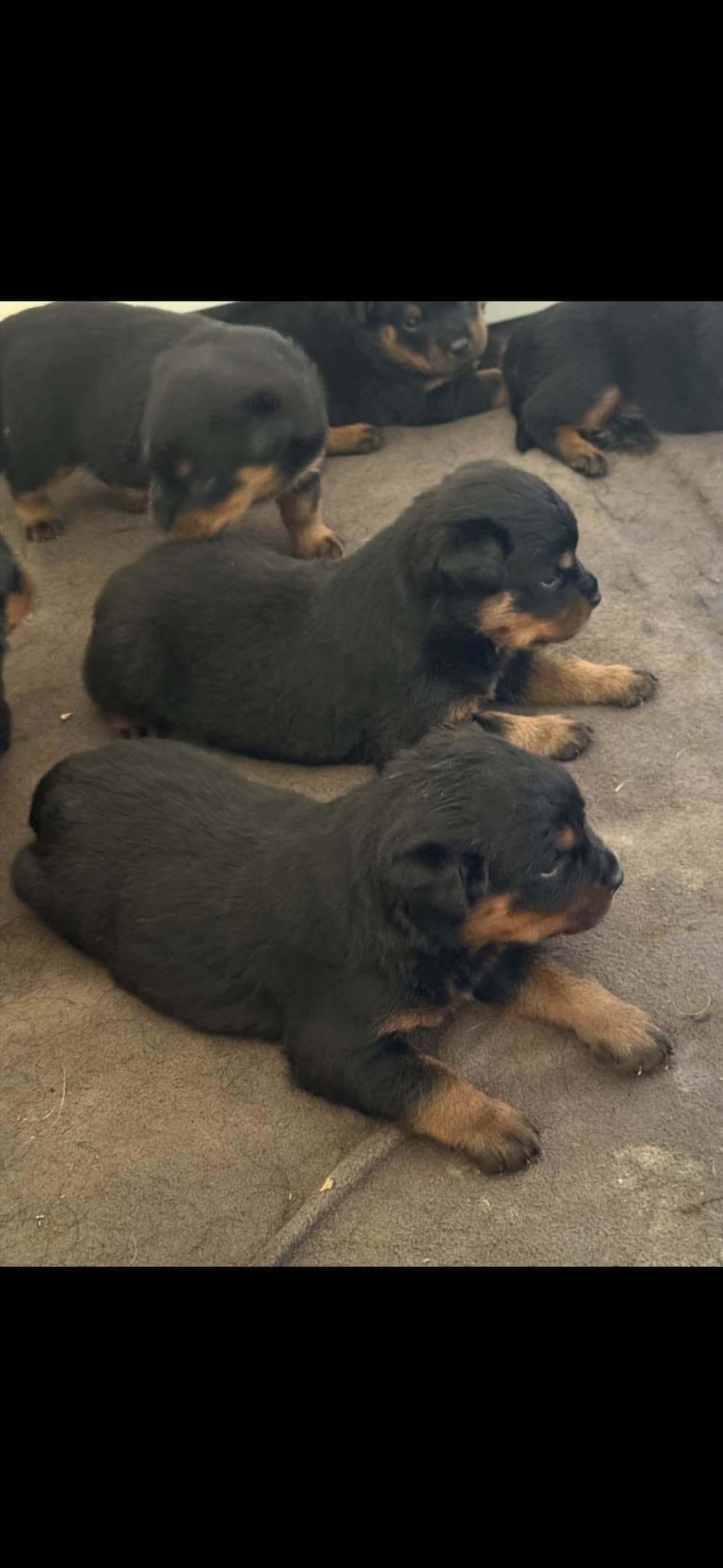 Rottweiler Puppies breeder image 15