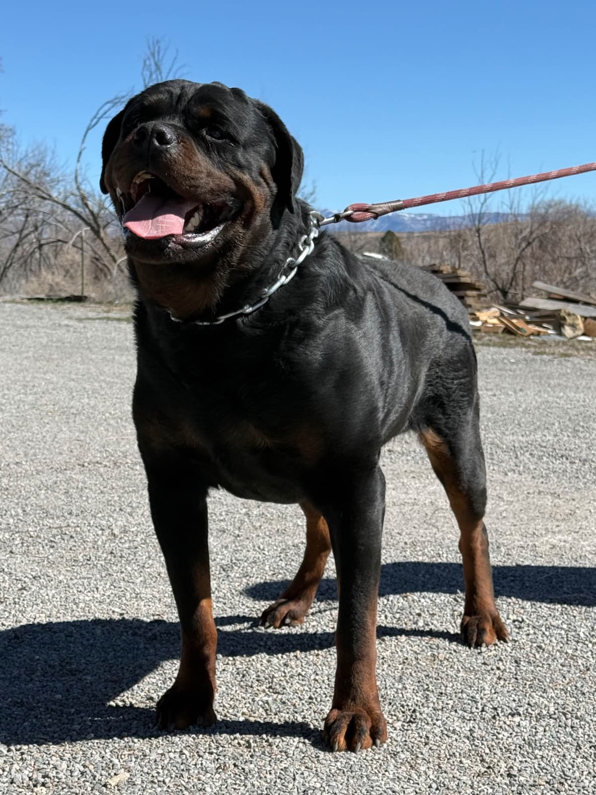 Rottweiler Puppies breeder image 17