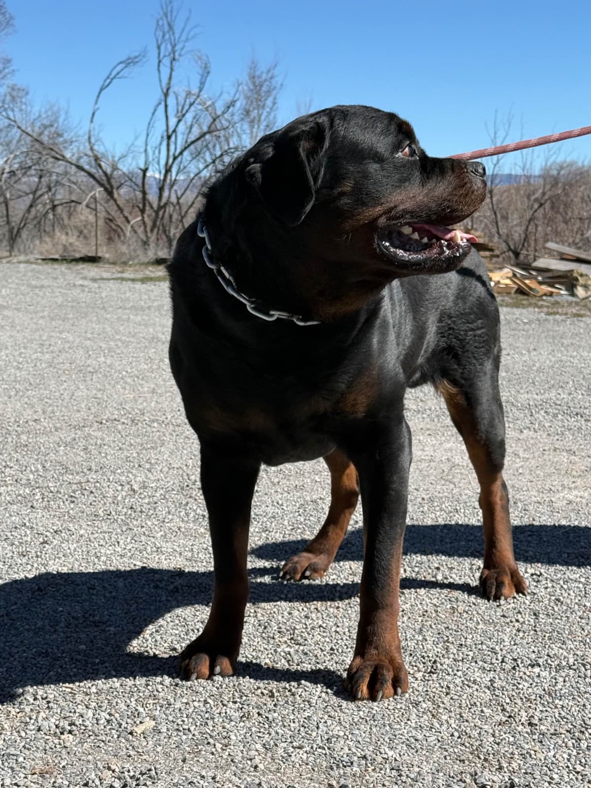 Rottweiler Puppies breeder image 18