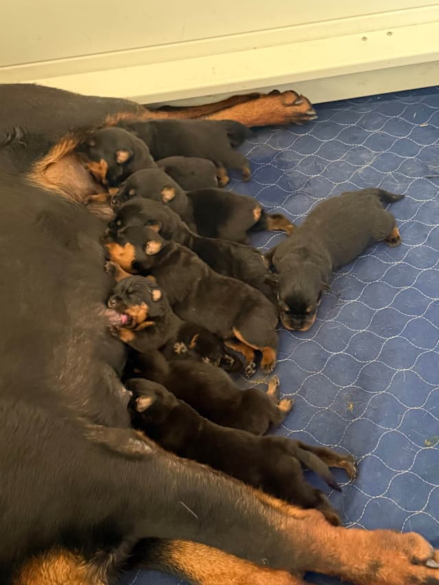 Rottweiler Puppies media 5