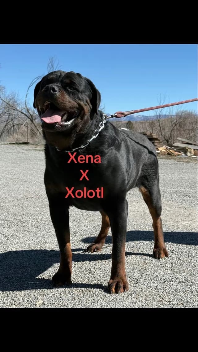 Rottweiler Puppies media 6
