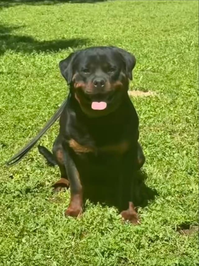 Rottweiler Puppies media 7