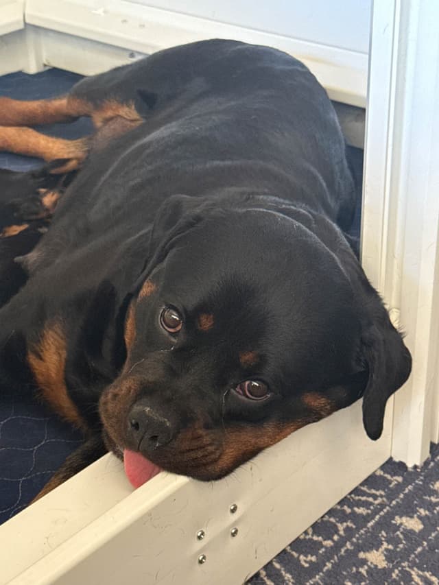 Rottweiler Puppies media 8
