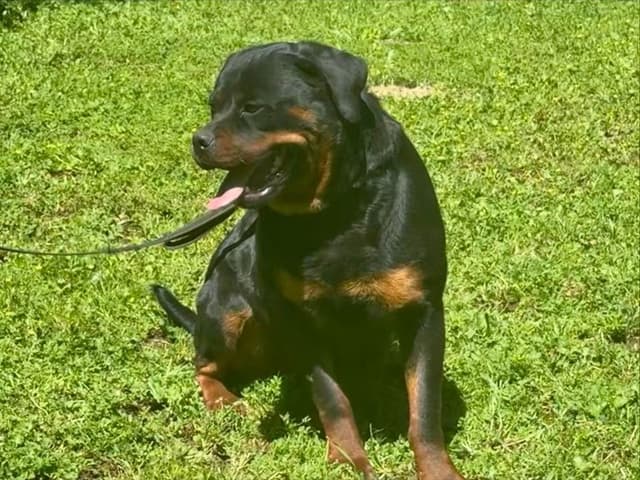 Rottweiler Puppies media 9