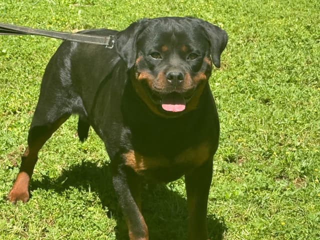 Rottweiler Puppies media 10