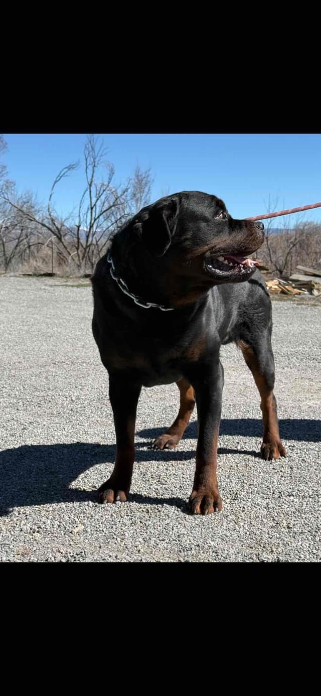 Rottweiler Puppies media 13