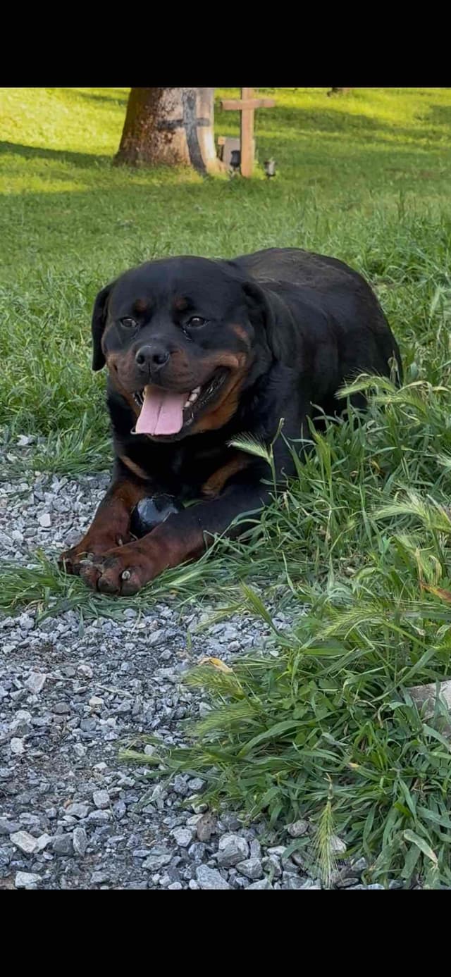 Rottweiler Puppies media 14