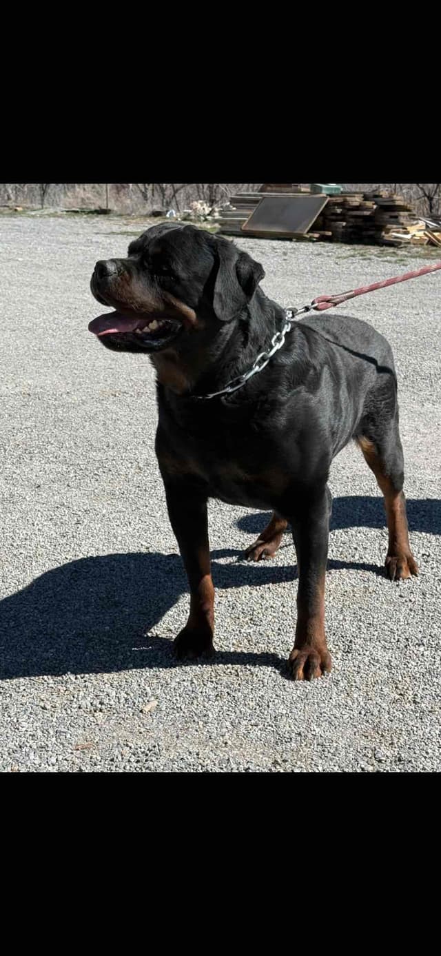 Rottweiler Puppies media 15