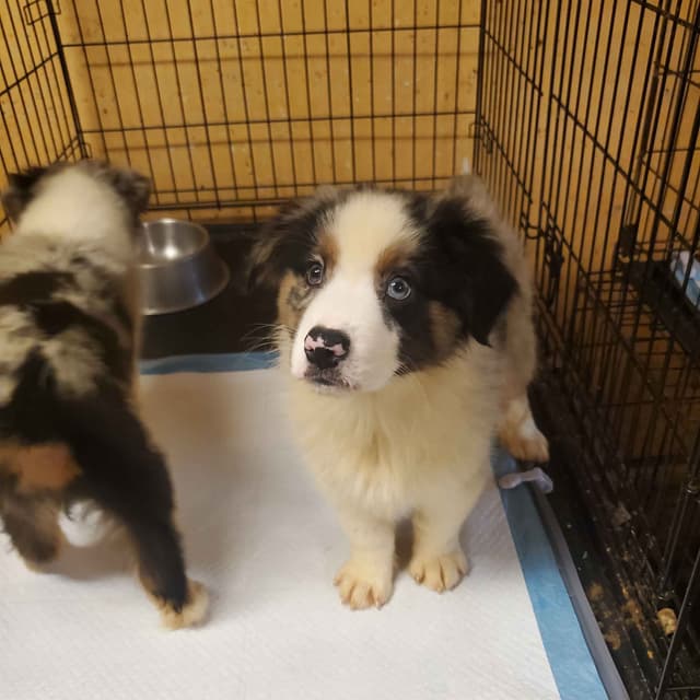Australian Shepherd Puppies media 2