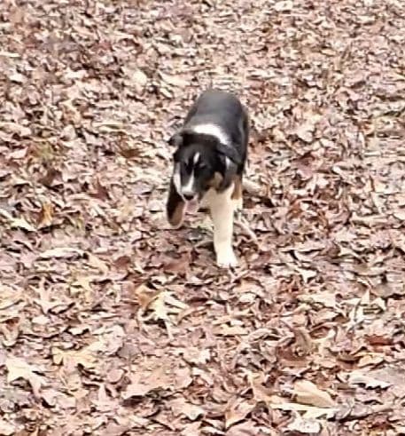 Australian Shepherd Puppies media 2