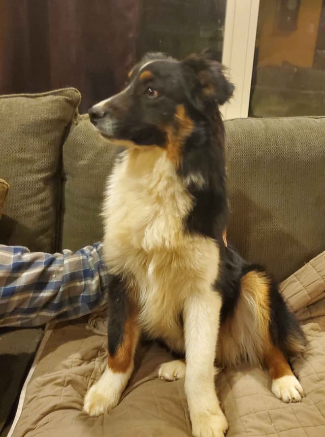 Australian Shepherd Puppies media 4