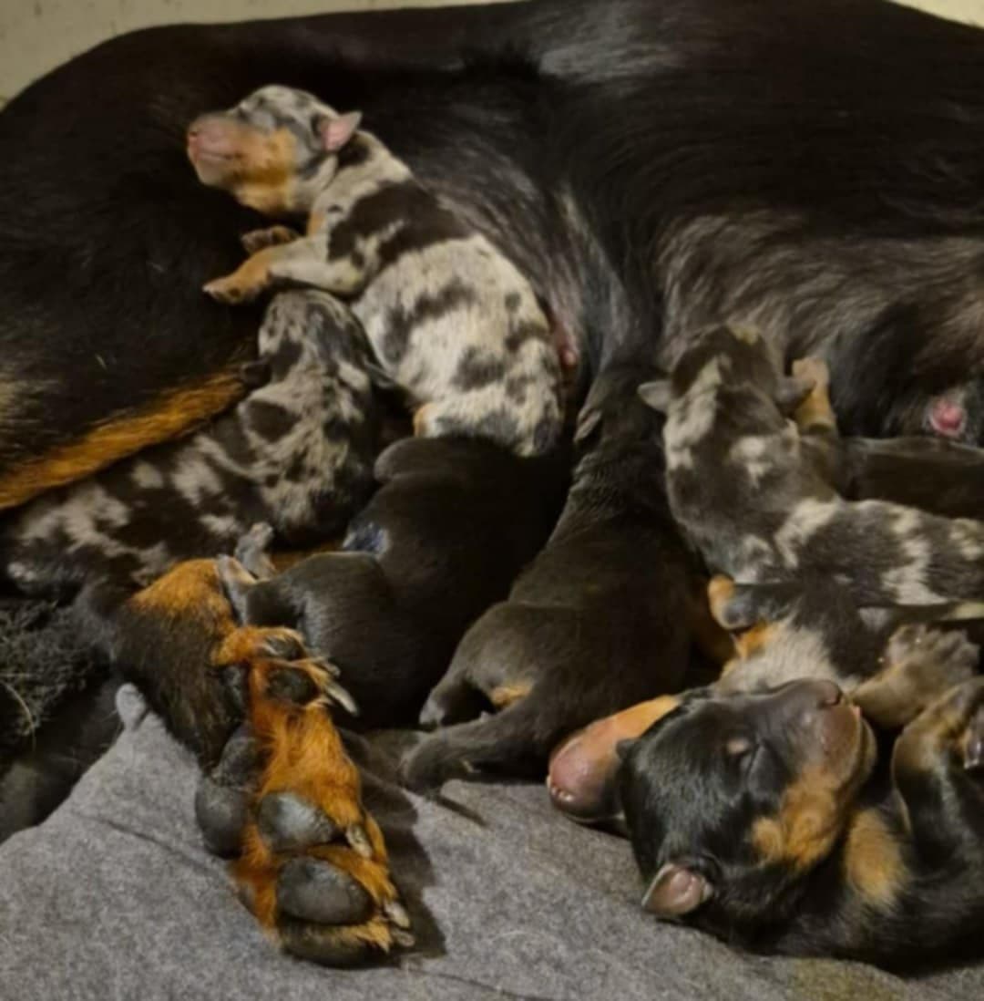 Beauceron Puppies breeder image 5
