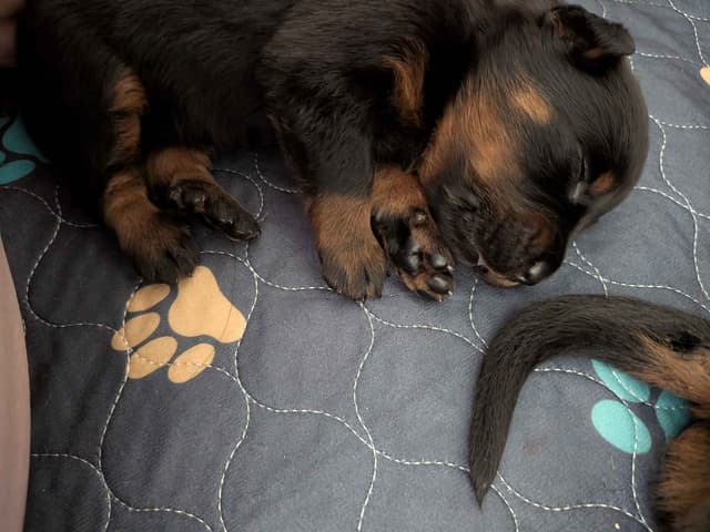 Beauceron Puppies media 2