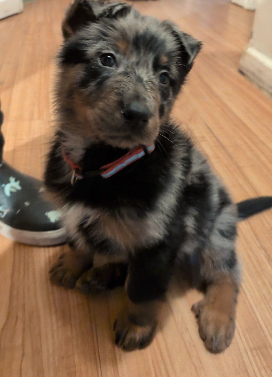 Beauceron Puppies breeder image 6