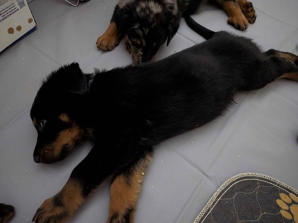 Beauceron Puppies breeder image 7