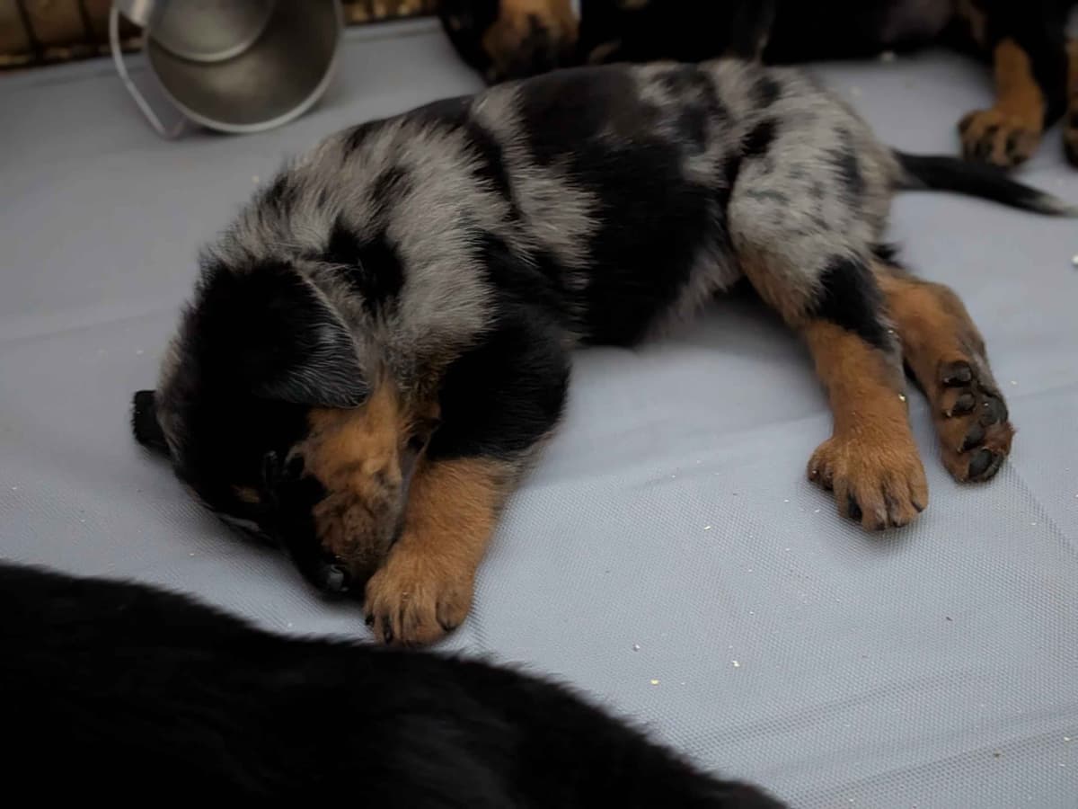 Beauceron Puppies breeder image 10
