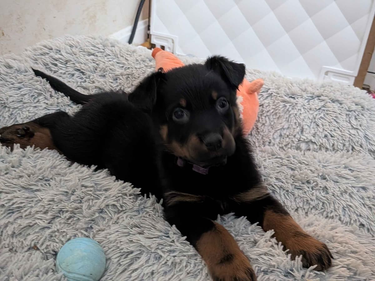 Beauceron Puppies breeder image 8