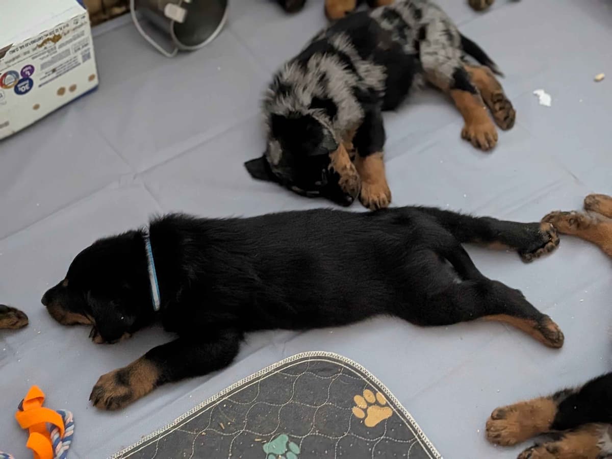 Beauceron Puppies breeder image 11