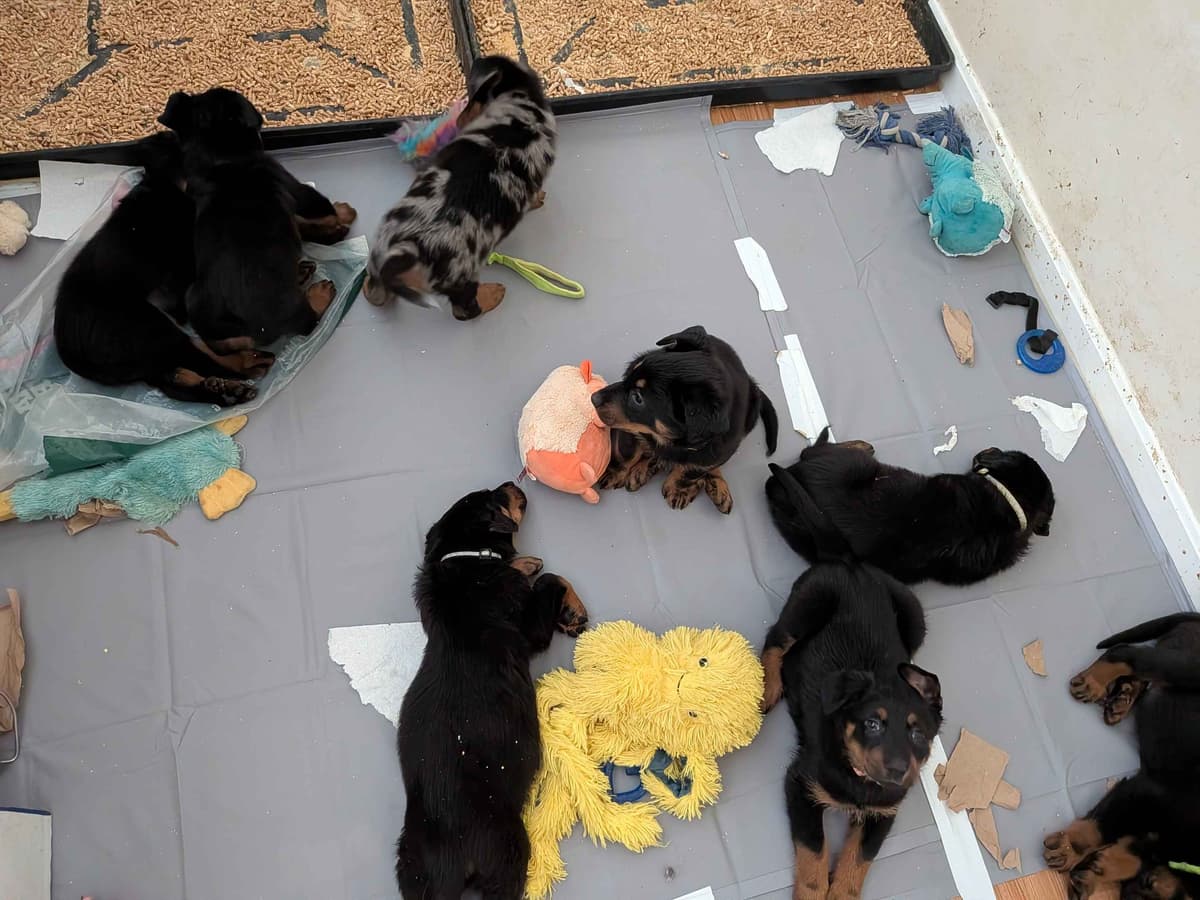 Beauceron Puppies breeder image 12