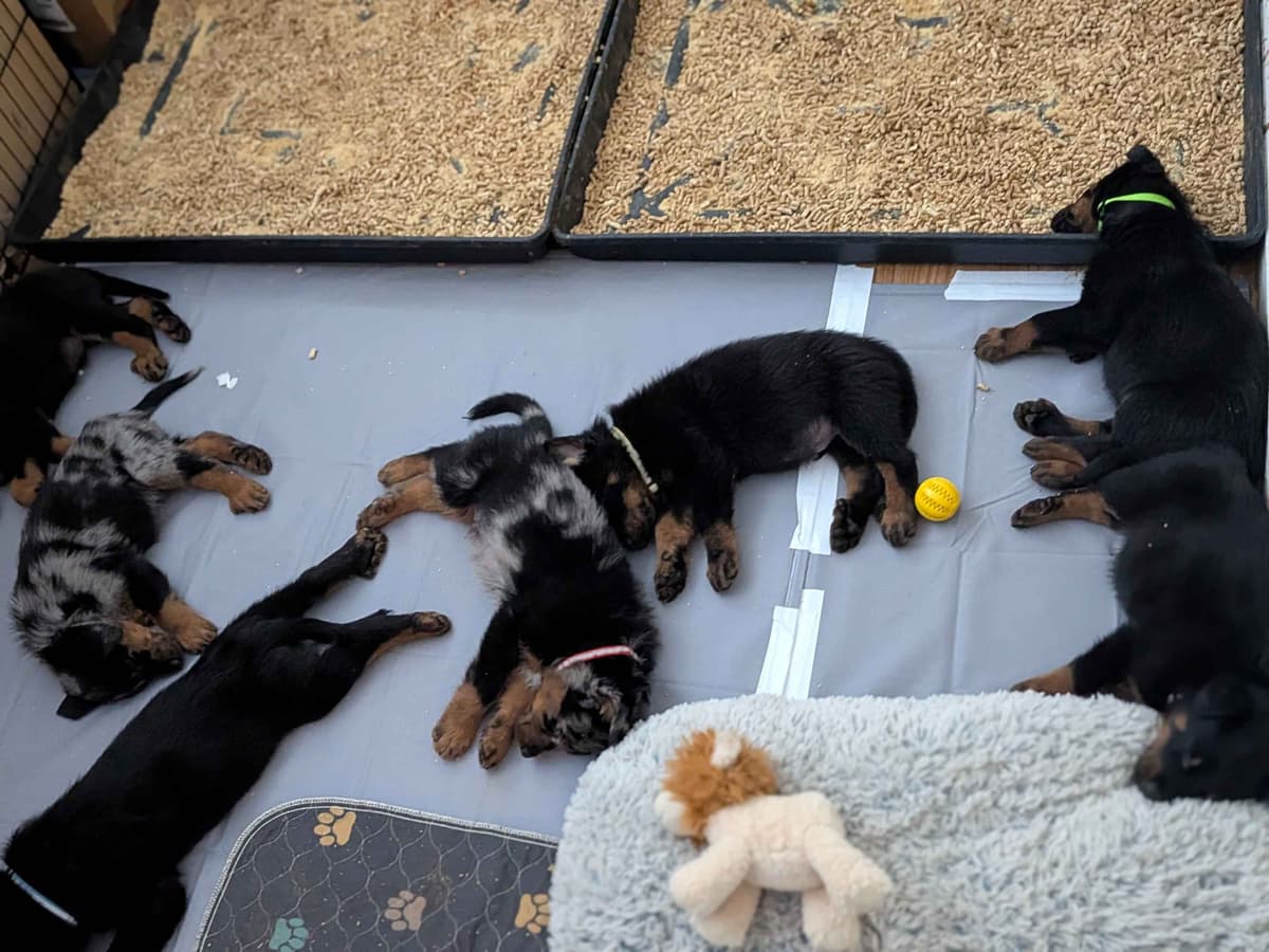 Beauceron Puppies breeder image 13