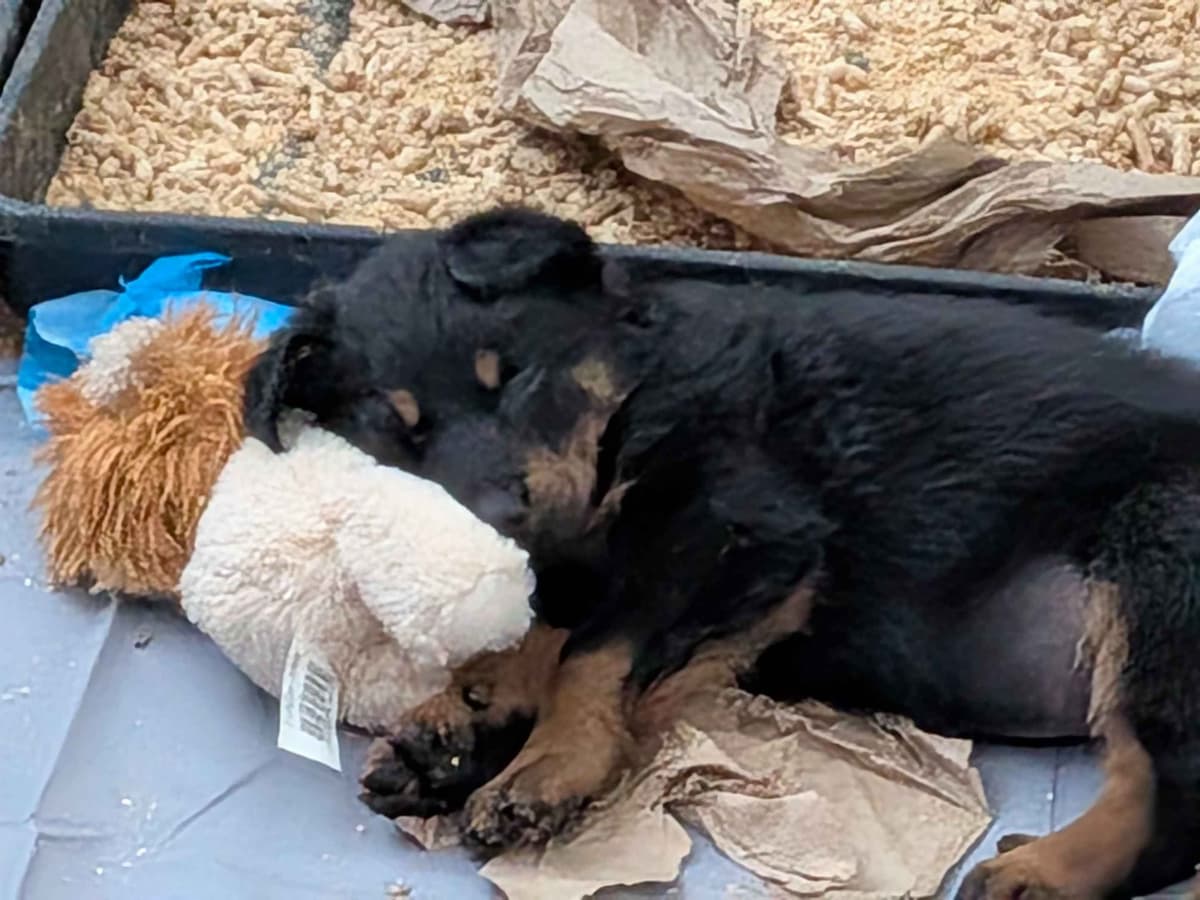 Beauceron Puppies breeder image 9