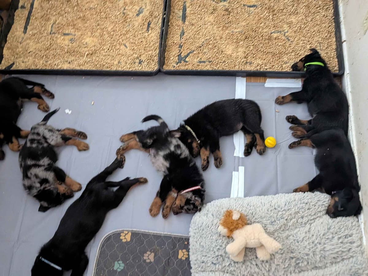 Beauceron Puppies breeder image 14