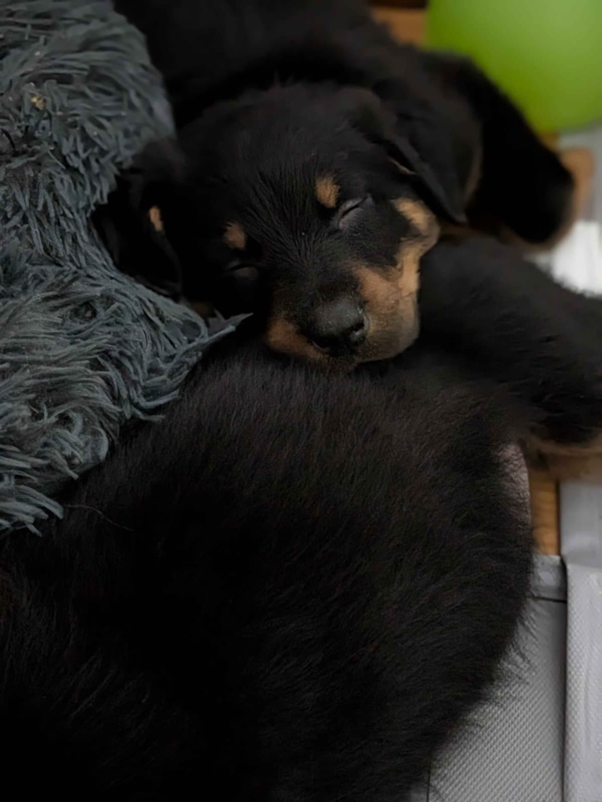 Beauceron Puppies breeder image 18
