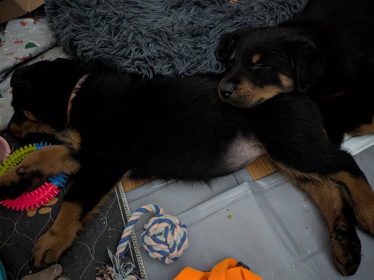 Beauceron Puppies breeder image 15