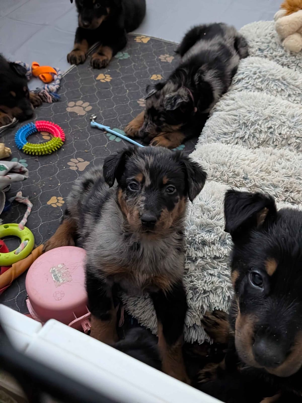 Beauceron Puppies breeder image 19