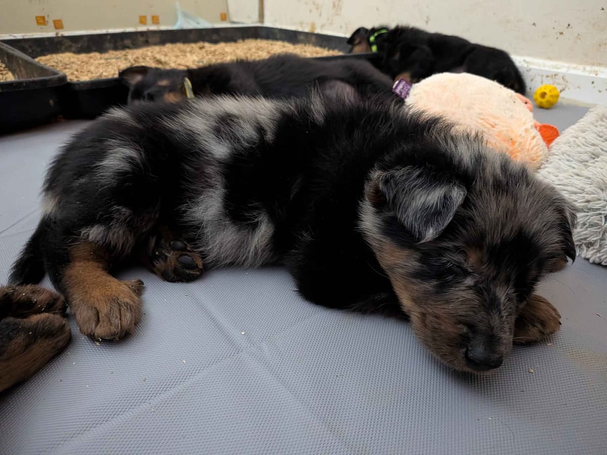 Beauceron Puppies breeder image 16