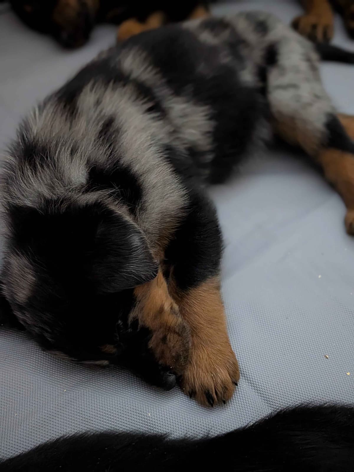Beauceron Puppies breeder image 17