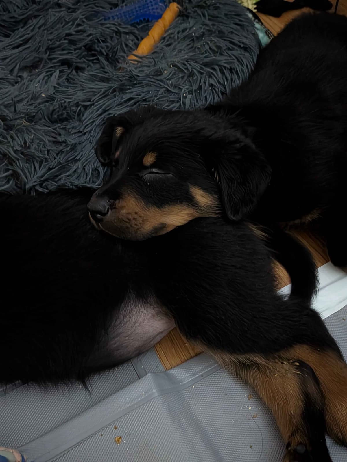 Beauceron Puppies breeder image 22