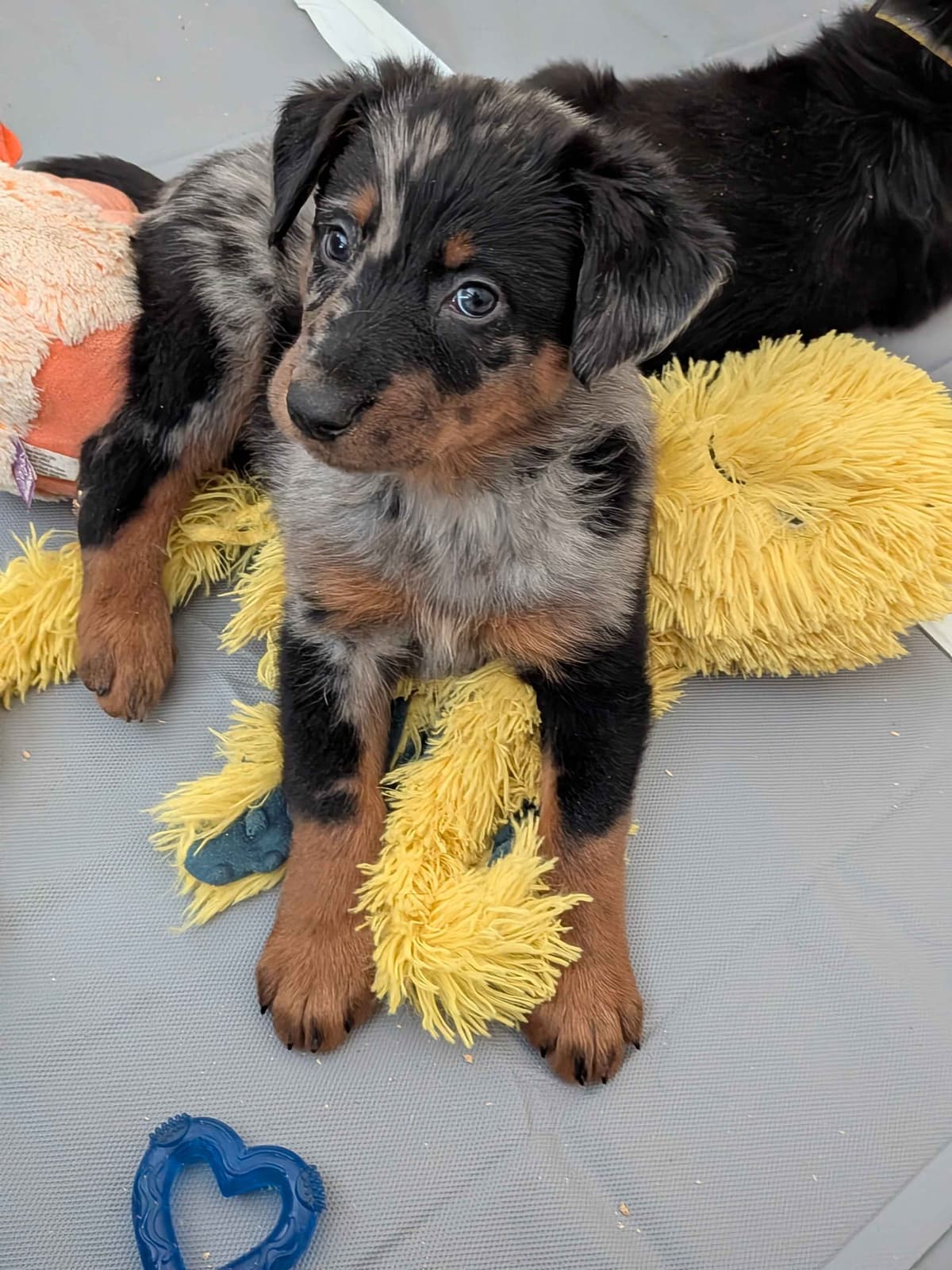 Beauceron Puppies breeder image 23