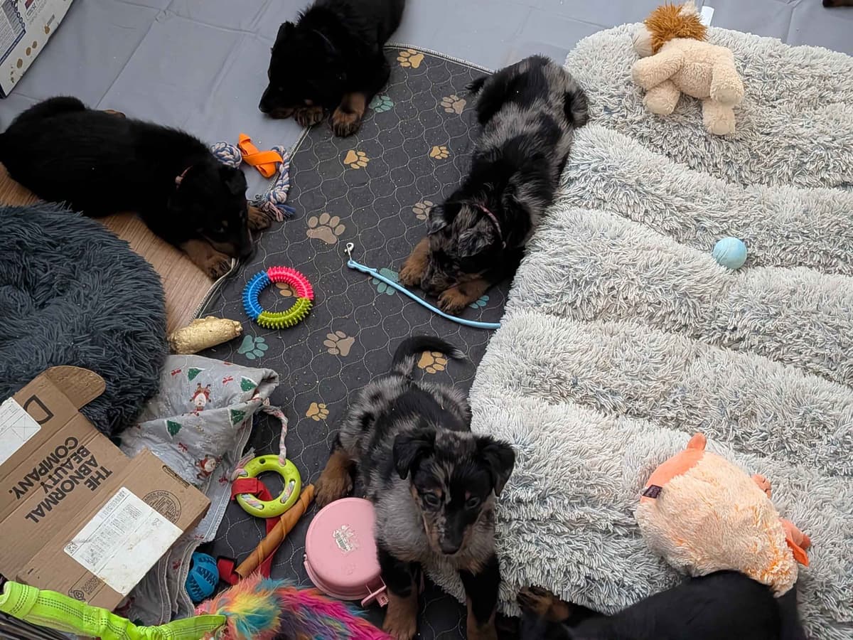 Beauceron Puppies breeder image 20