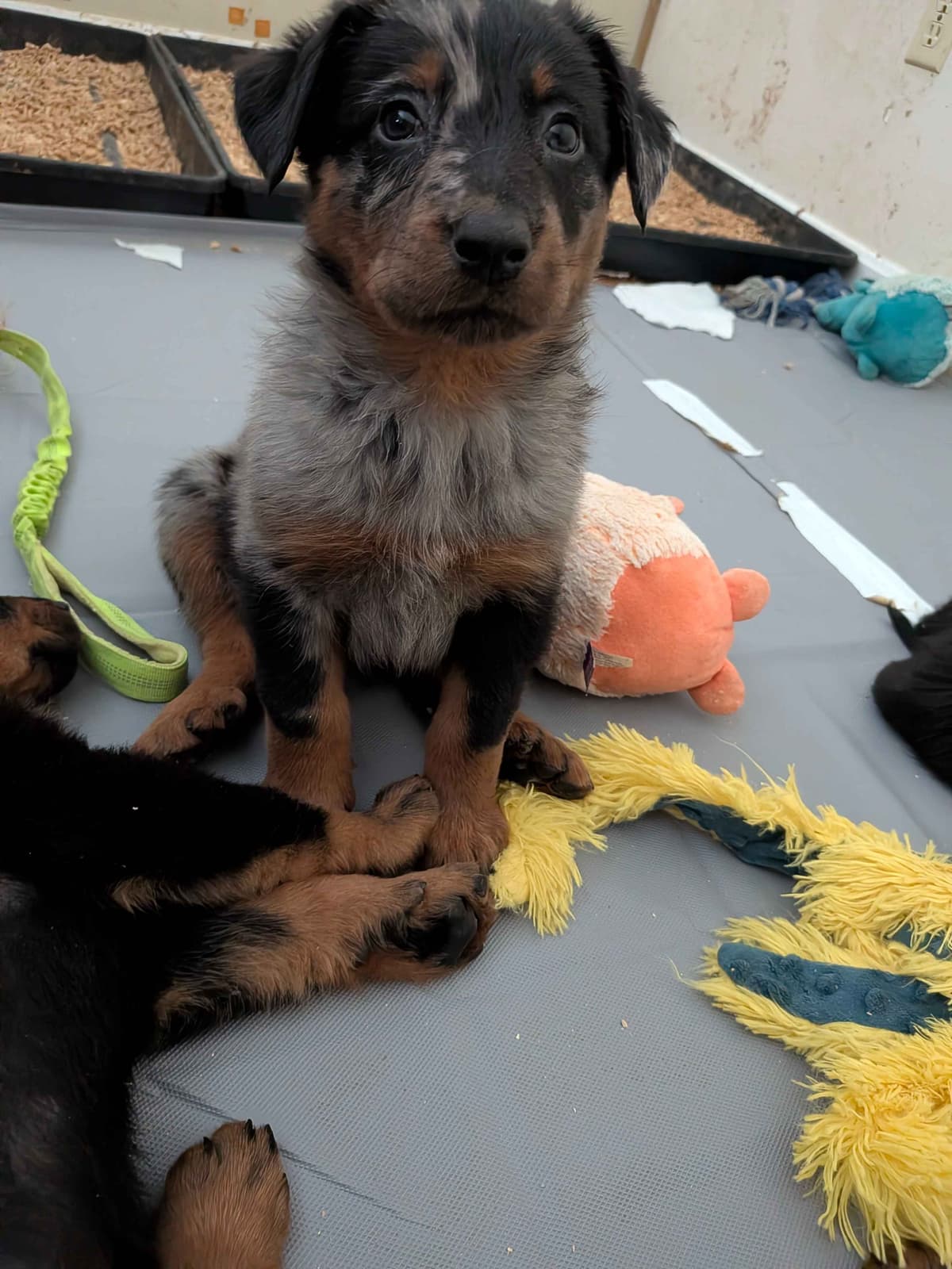 Beauceron Puppies breeder image 24