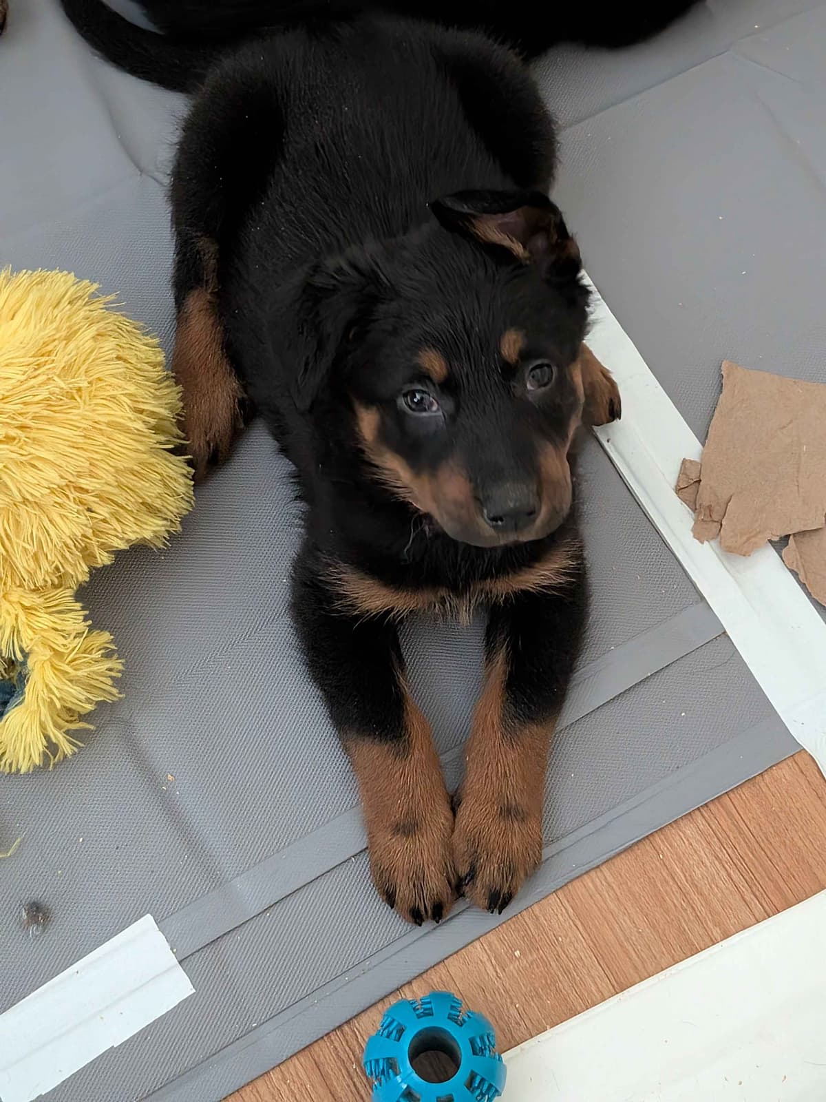 Beauceron Puppies breeder image 25