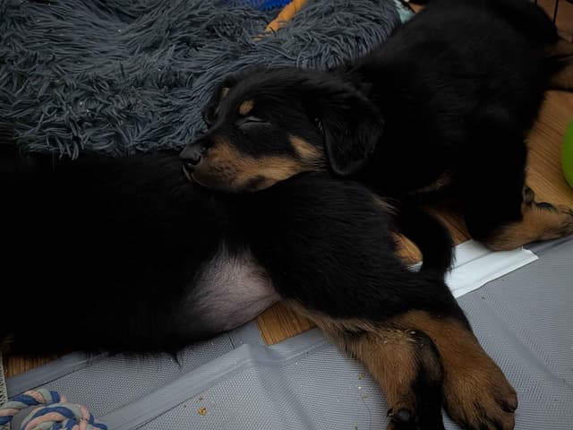 Beauceron Puppies media 3