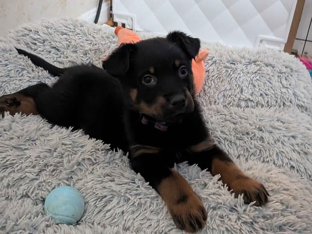 Beauceron Puppies media 4