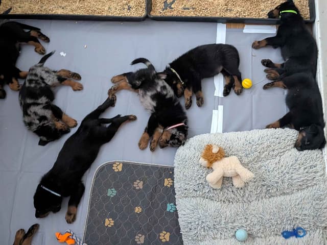 Beauceron Puppies media 7