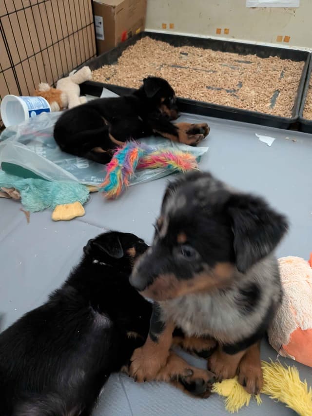 Beauceron Puppies media 8